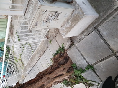 Κίνδυνος από ρίζες δέντρων