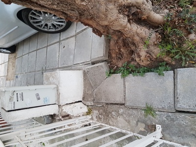 Κίνδυνος από ρίζες δέντρων