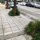 Αναγκαία περιποίηση δέντρων