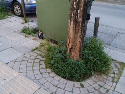 Εκρίζωση κορμού