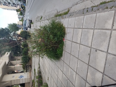 Εκριζωση δενδρου