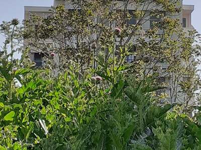 ΚΟΨΙΜΟ ΧΟΡΤΩΝ