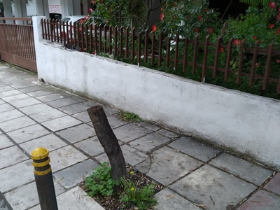 Εκρίζωση κορμού