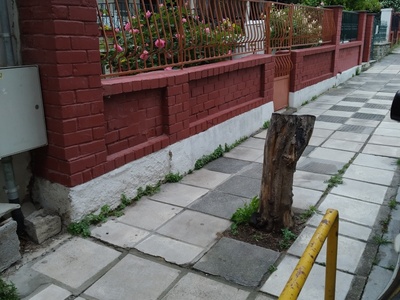 Εκρίζωση κορμού