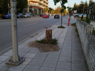 Εκρίζωση κορμού