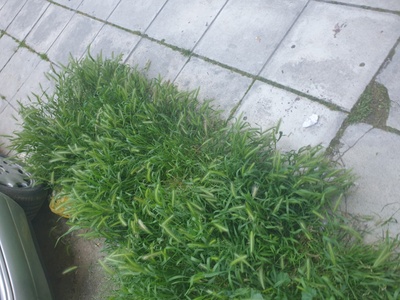 Κρασπεδο και πεζοδρόμιο επι της οδού Ύδρας 
