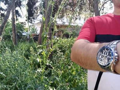 Υψηλή βλάστηση ΤΣΟΥΚΝΙΔΕΣ 
