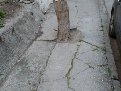 Εκρίζωση κορμού