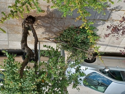 Αποκομιδή κλαδιών