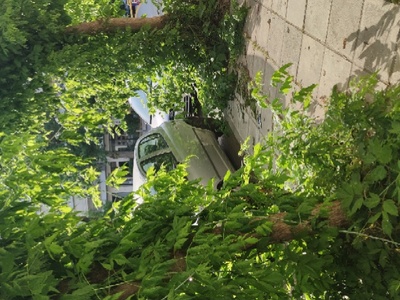 Κλάδεμα