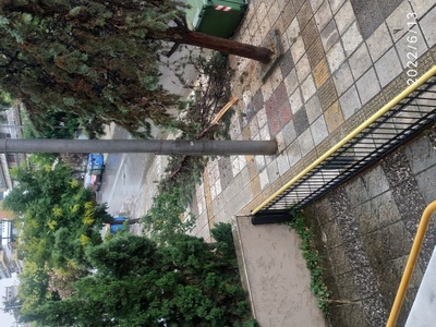 Πτώση δένδρου 