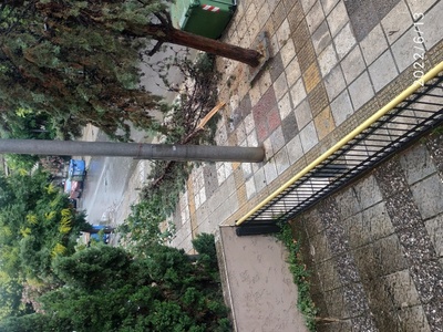 Πτώση δένδρου 