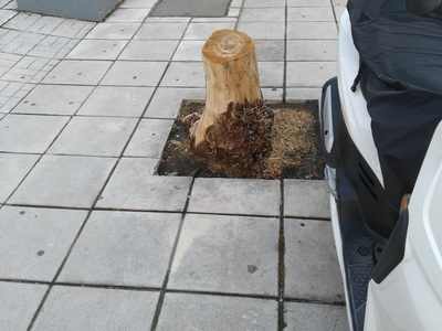 Εκρίζωση κορμού