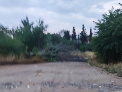 Πεσμενο δέντρο από τον αέρα 