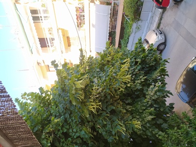 Δέντρο πάνω σε καλώδια της ΔΕΗ