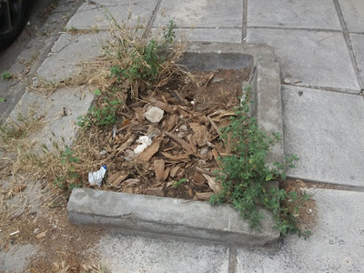 ΔΕΝΔΡΟΦΥΤΕΥΣΗ