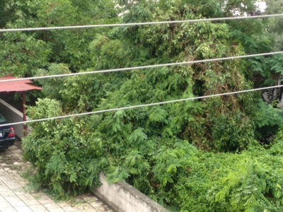 Πεσμένο δέντρο λόγω κακοκαιρίας