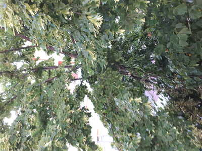 ΑΡΡΩΣΤΟ  ΔΕΝΤΡΟ (ΚΑΠΠΑΔΟΚΙΑΣ)