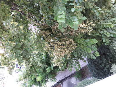 ΑΡΡΩΣΤΟ  ΔΕΝΤΡΟ (ΚΑΠΠΑΔΟΚΙΑΣ)